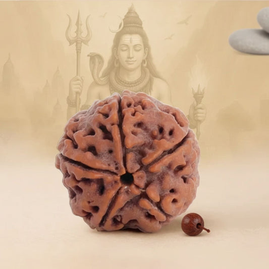 Original 5 Mukhi Nepali Rudraksha Certified by Govt. Lab