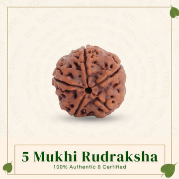 Original 5 Mukhi Nepali Rudraksha Certified by Govt. Lab